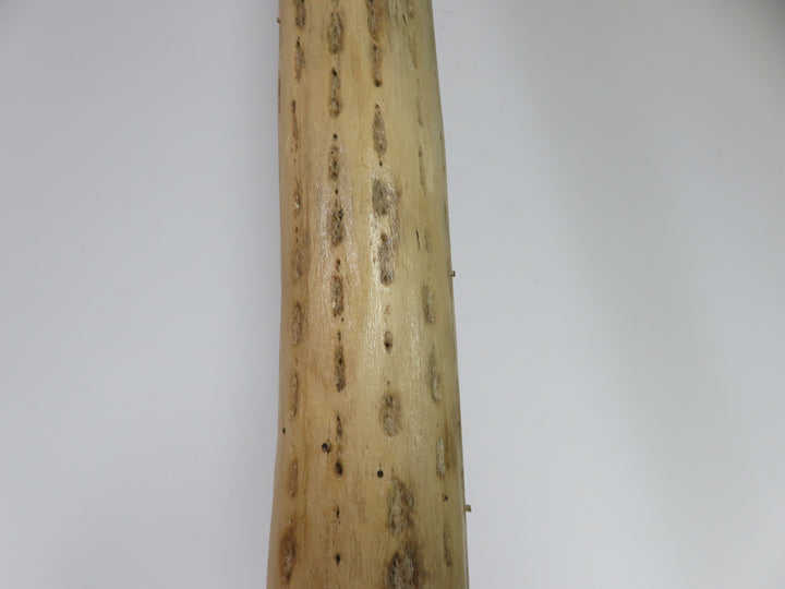 Cactus Rain Stick