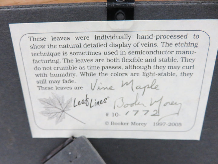 Booker Morey Leaf Vein Artwork
