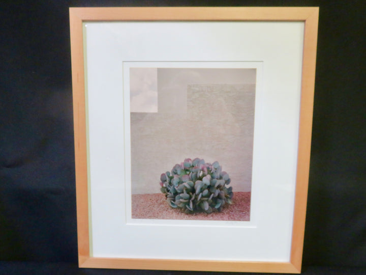"Prickly Pear and Sky" Photograph
