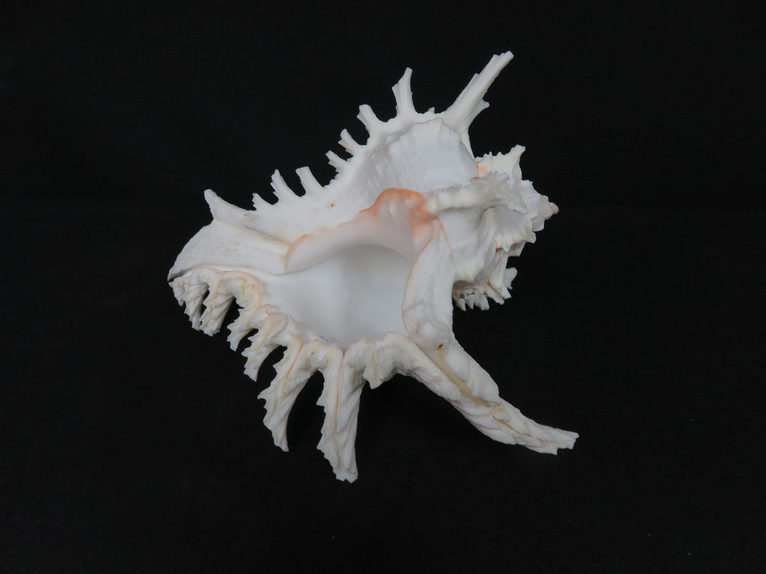 Ramose Murex Shell