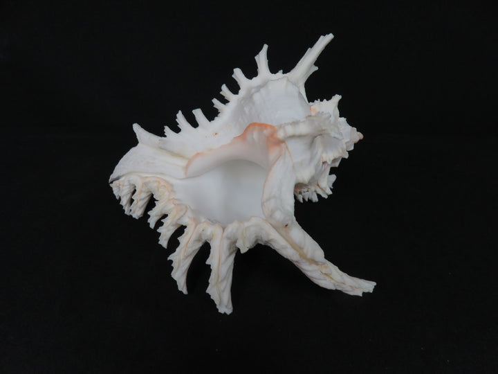 Ramose Murex Shell