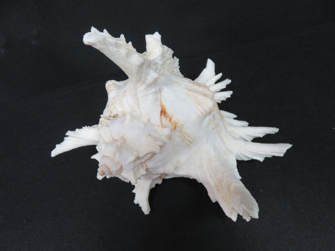 Ramose Murex Shell