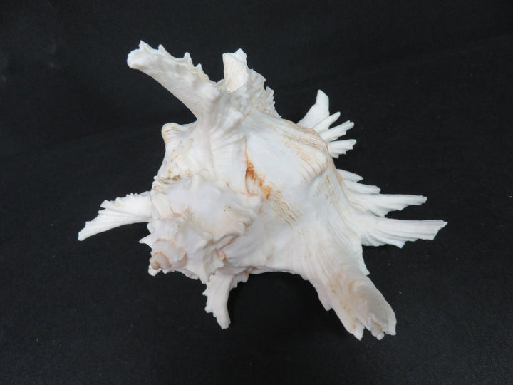 Ramose Murex Shell