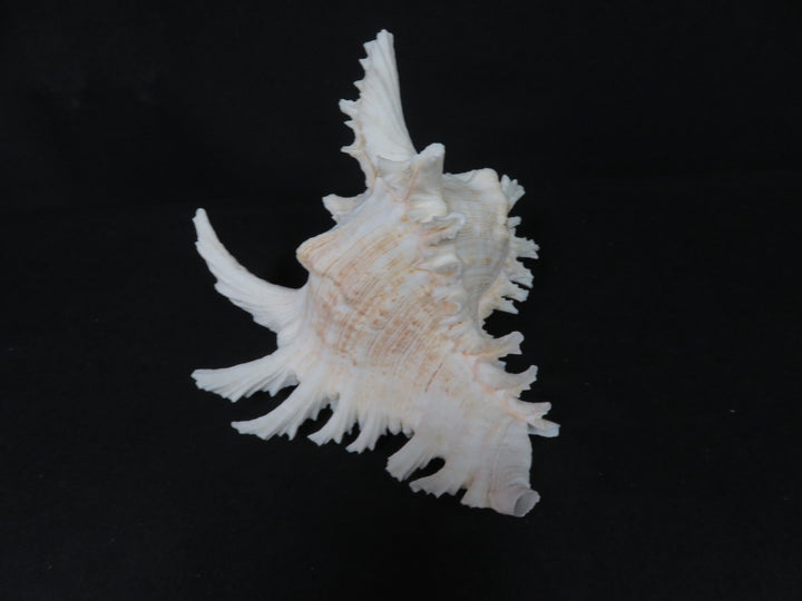 Ramose Murex Shell