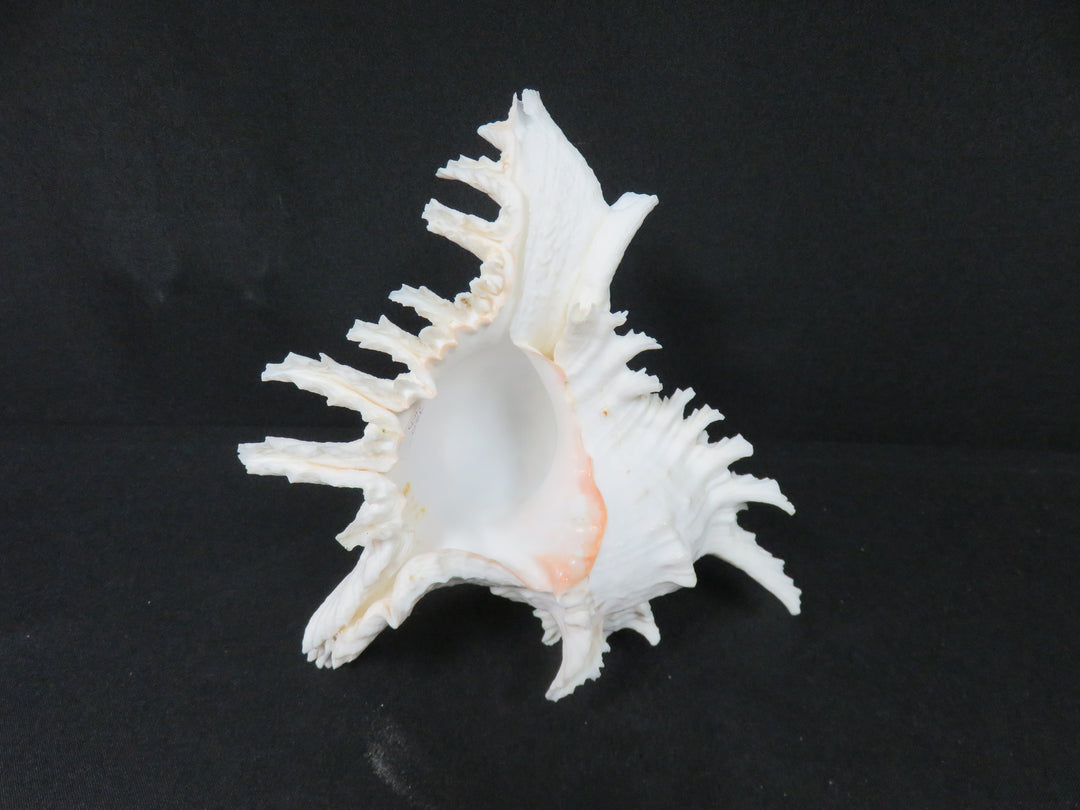 Ramose Murex Shell