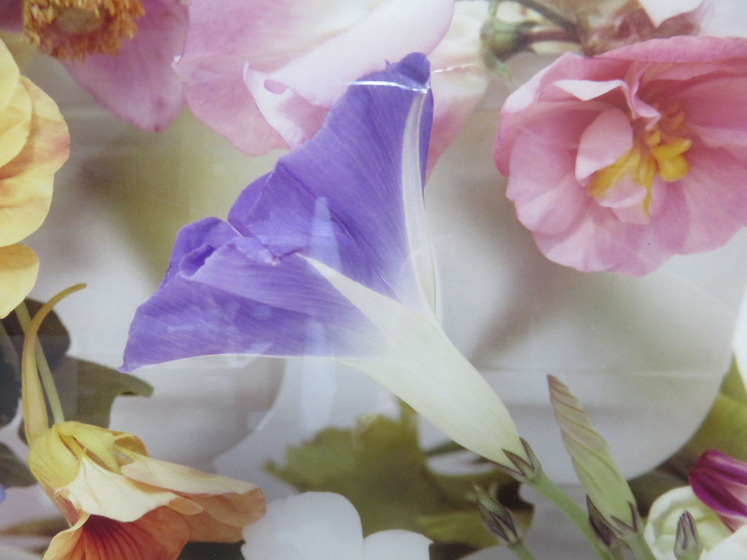 Floral Photograph