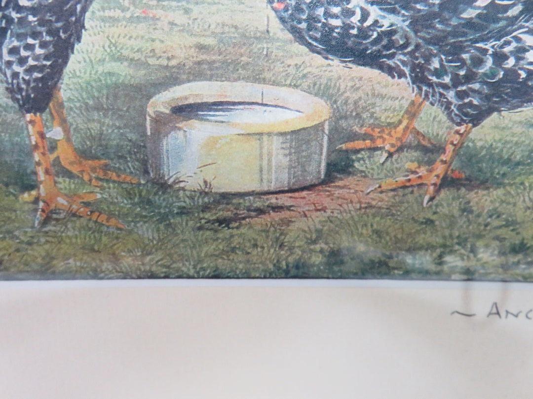 Rooster Print