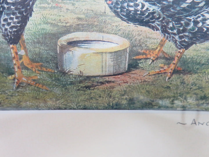 Rooster Print
