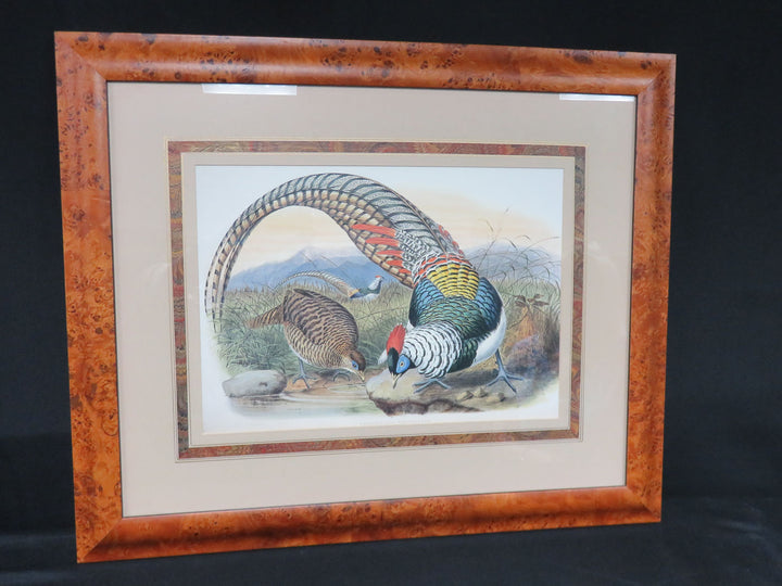 Lady Amherst's Pheasant Print