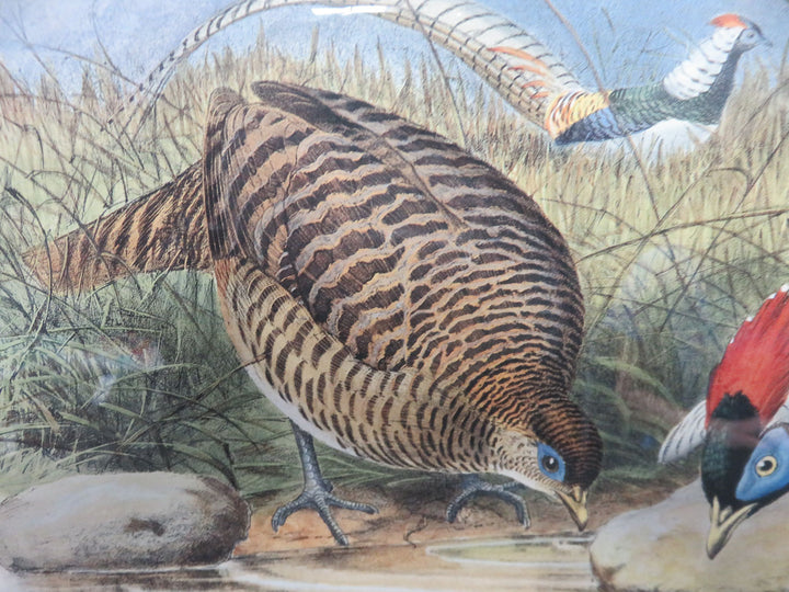 Lady Amherst's Pheasant Print