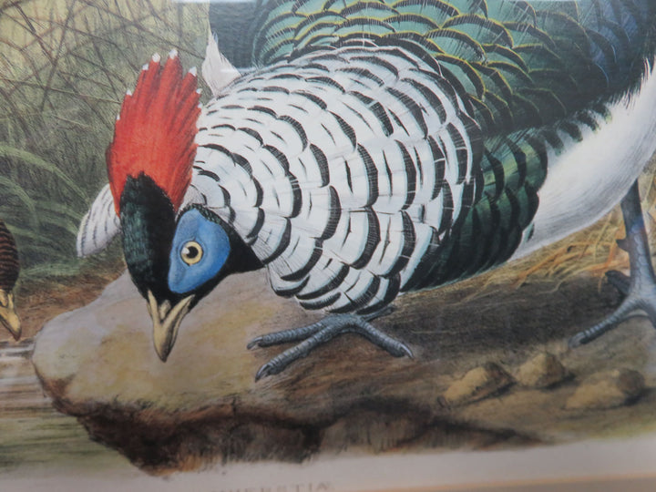 Lady Amherst's Pheasant Print