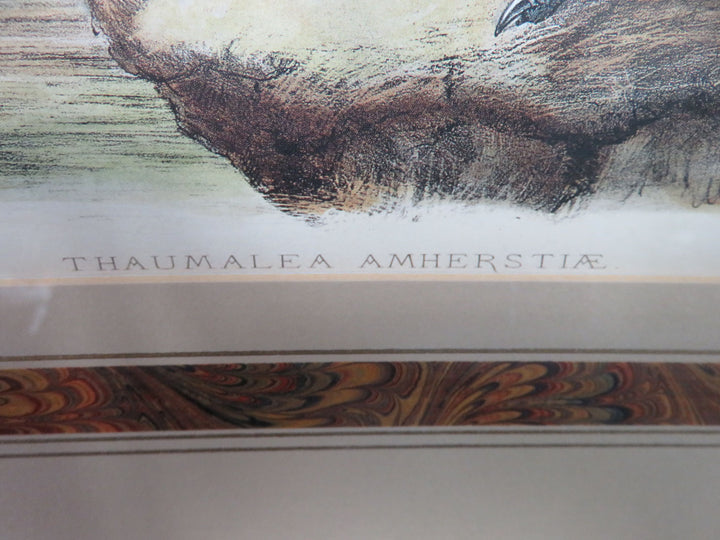 Lady Amherst's Pheasant Print
