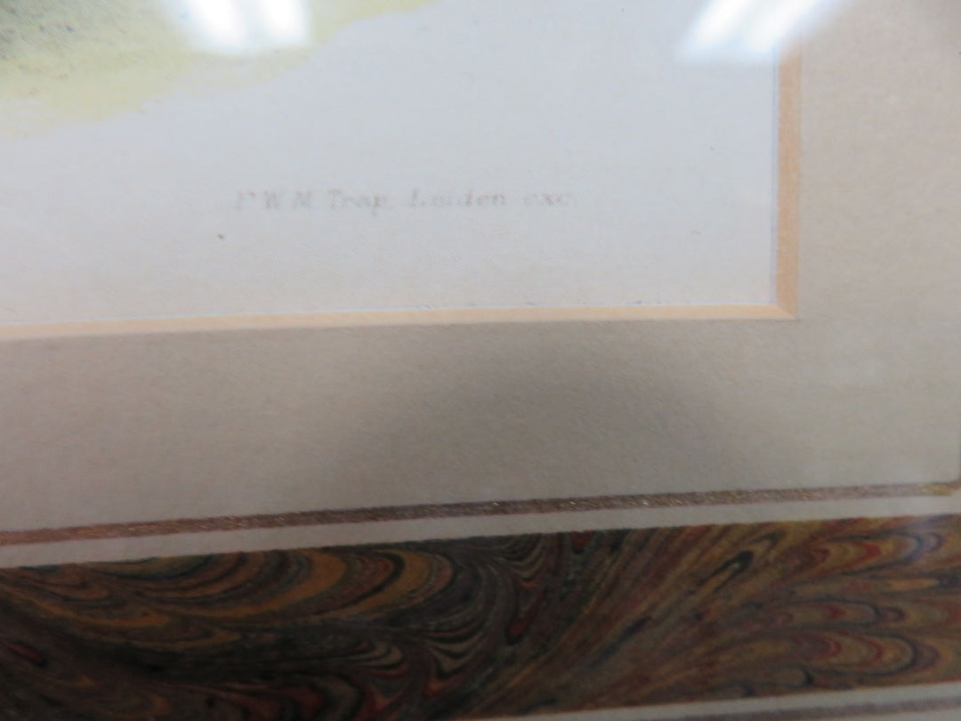 Lady Amherst's Pheasant Print