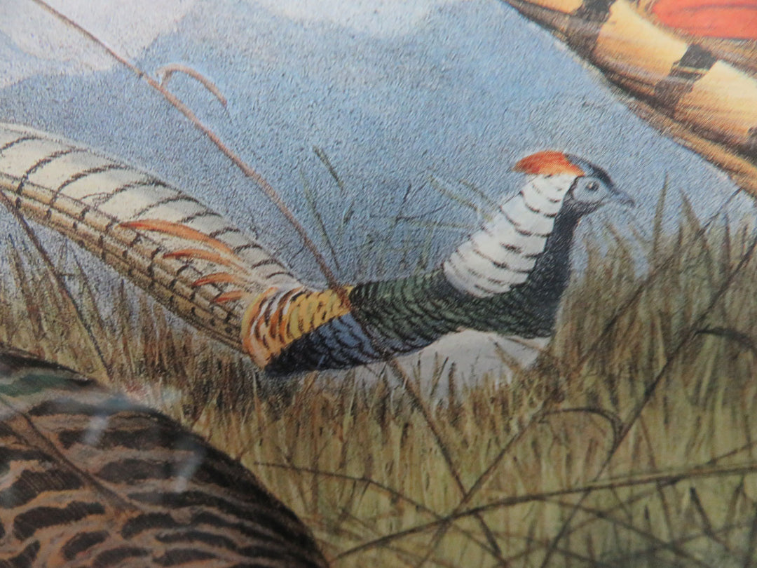 Lady Amherst's Pheasant Print