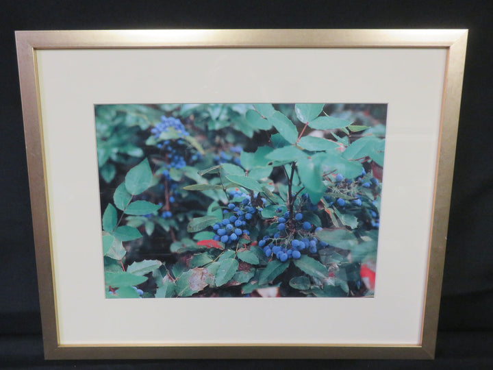 Oregon Grape Vine Photograph