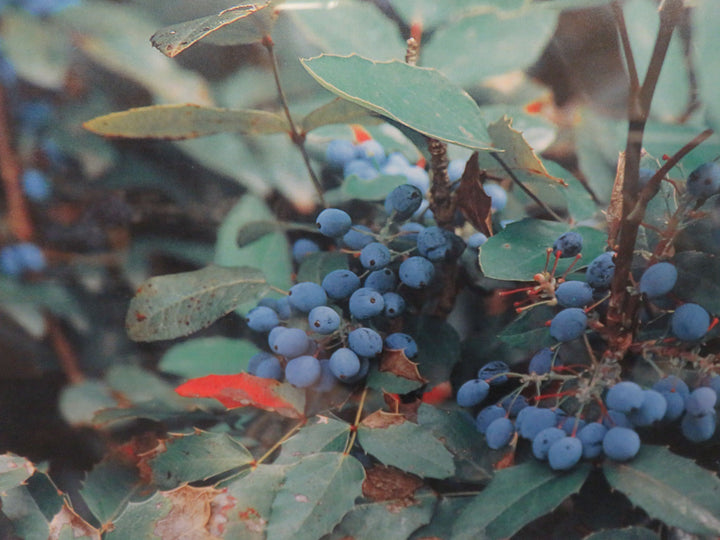 Oregon Grape Vine Photograph