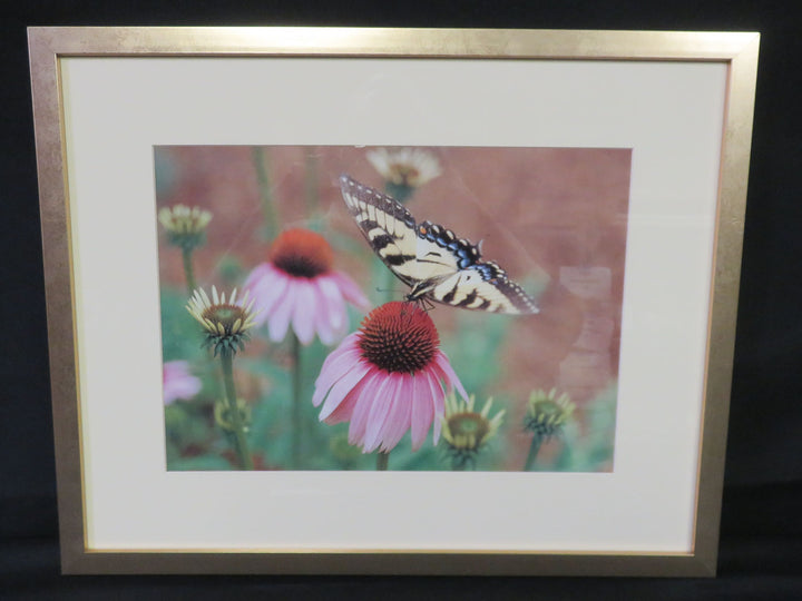 Coneflower and Butterfly Photograph