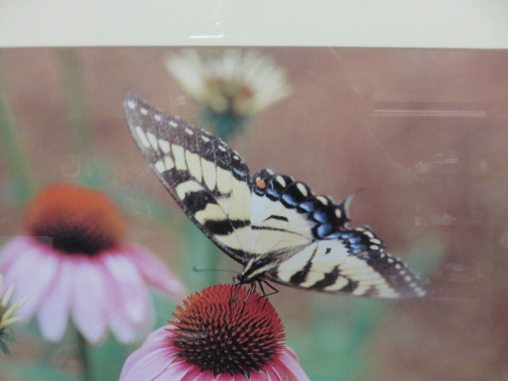 Coneflower and Butterfly Photograph