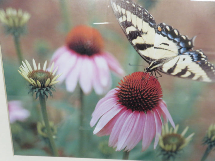 Coneflower and Butterfly Photograph