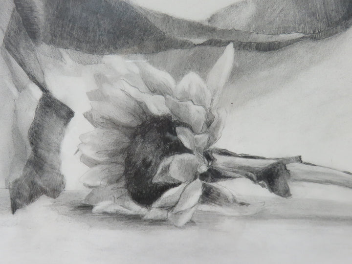 Pencil Drawing of Sunflower