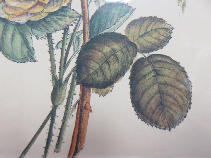 Bombay Botanical Print