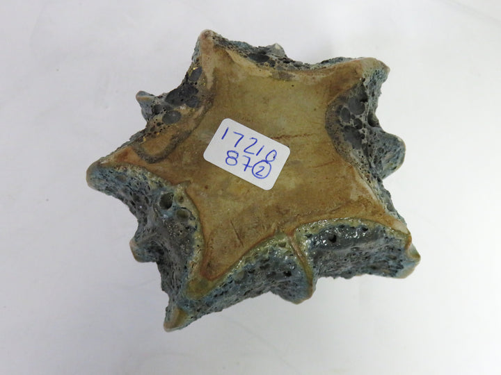 Sea Urchin Pottery Vessels
