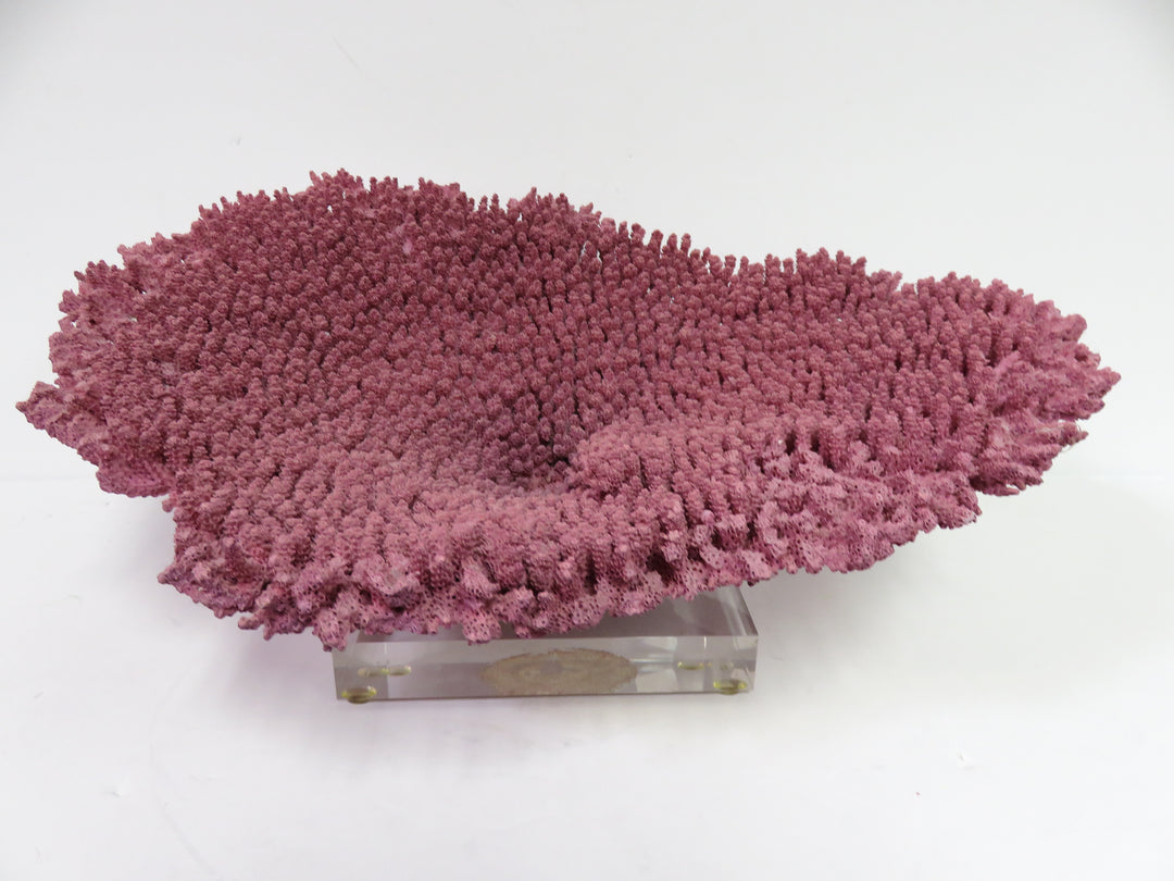 Mauve Coral Sculpture