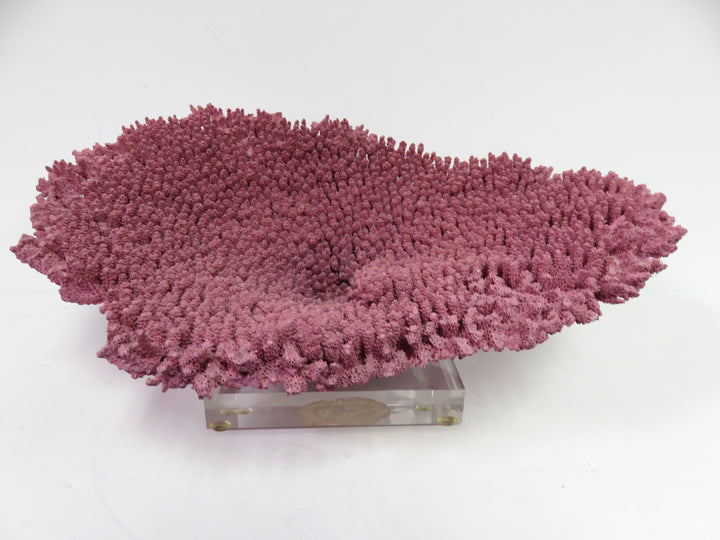 Mauve Coral Sculpture