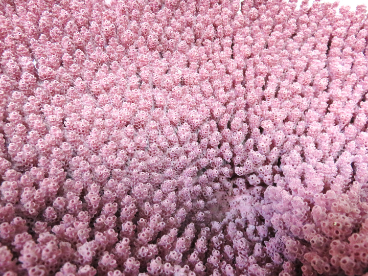 Mauve Coral Sculpture