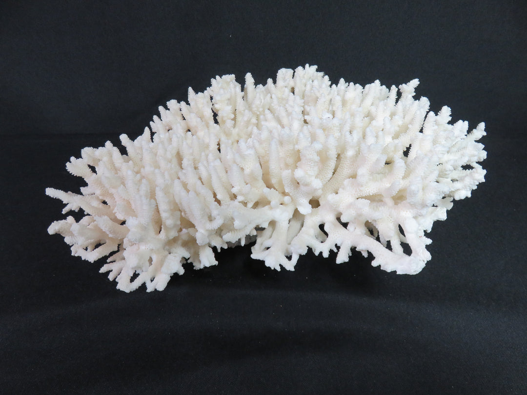 Oversized Coral Scupture