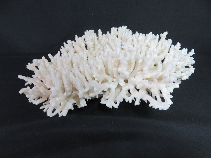 Oversized Coral Scupture