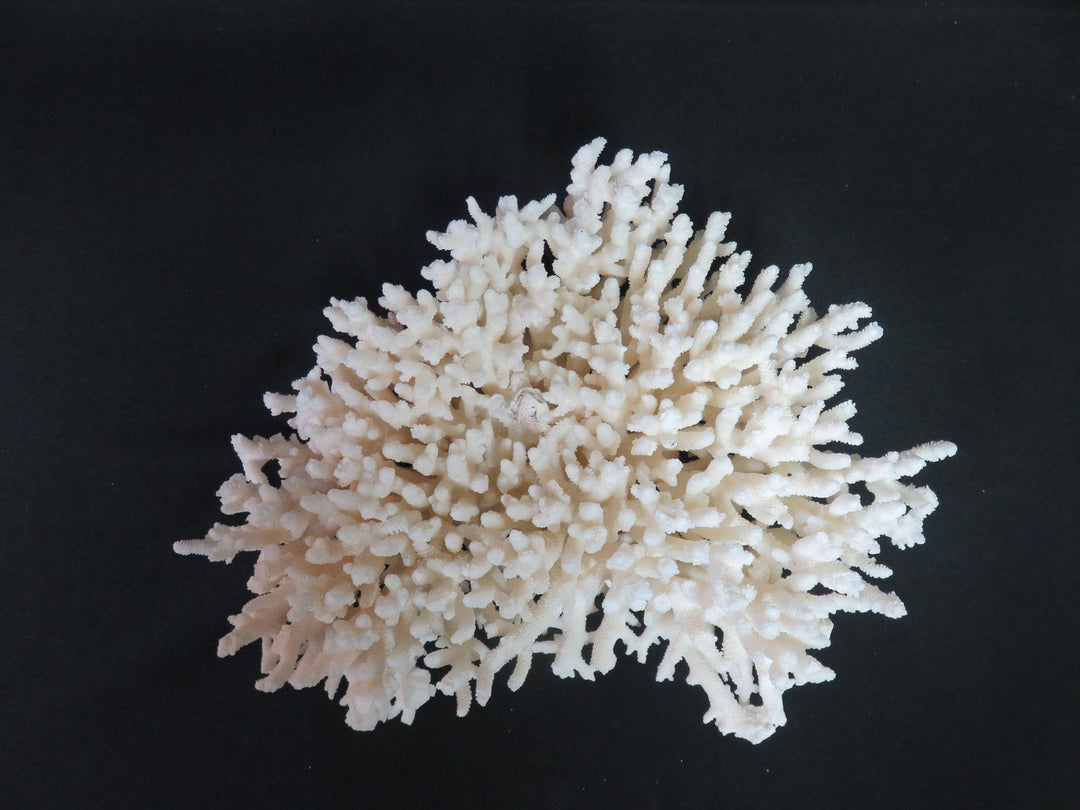 Oversized Coral Scupture