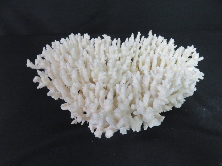 Oversized Coral Scupture