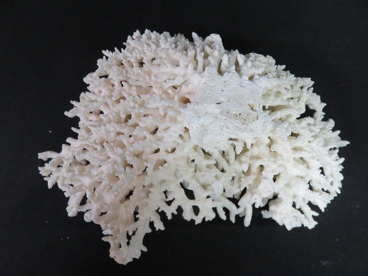 Oversized Coral Scupture