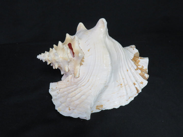 Queen Conch Shell