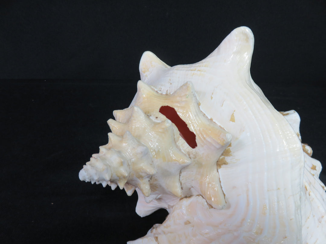 Queen Conch Shell