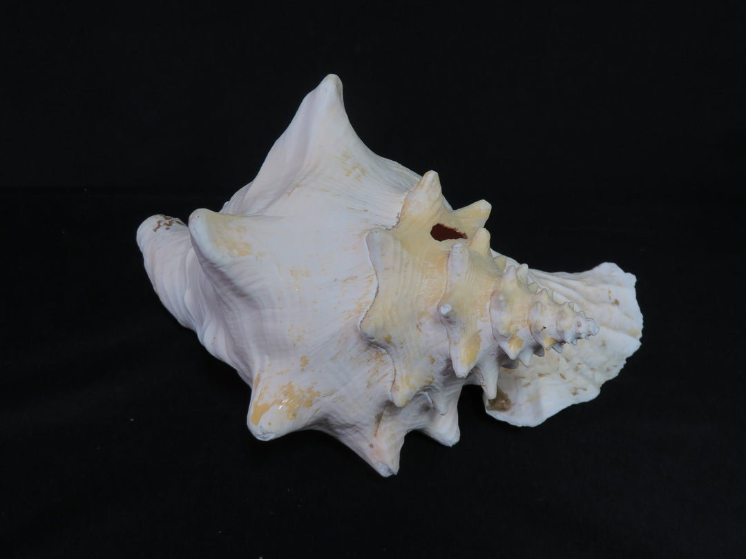 Queen Conch Shell