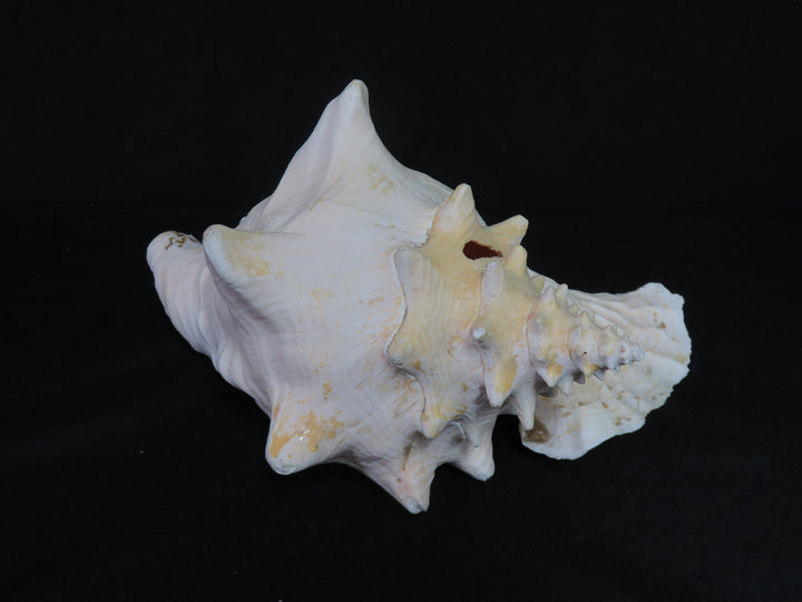 Queen Conch Shell