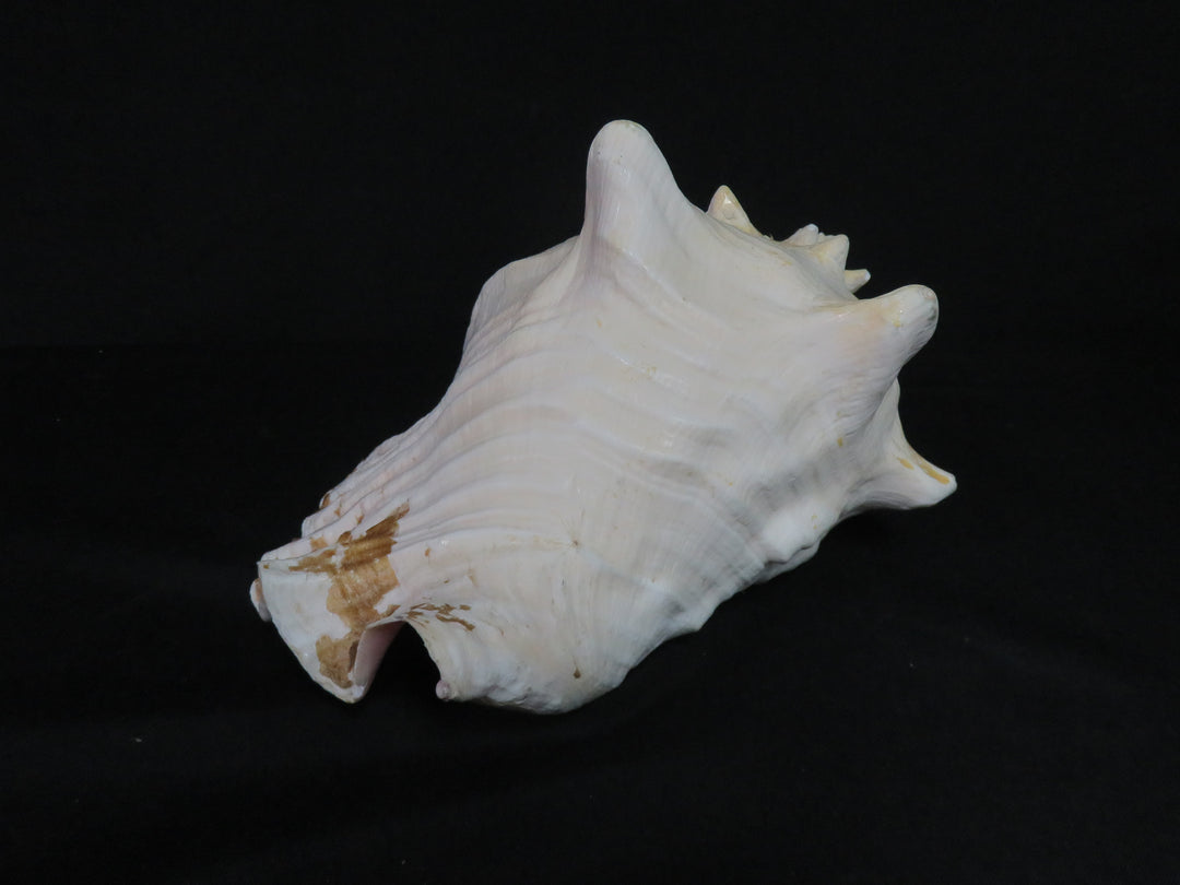 Queen Conch Shell