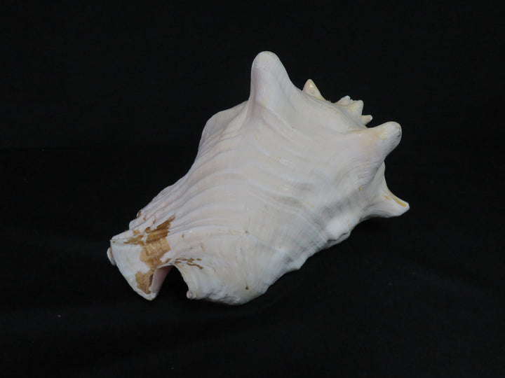 Queen Conch Shell
