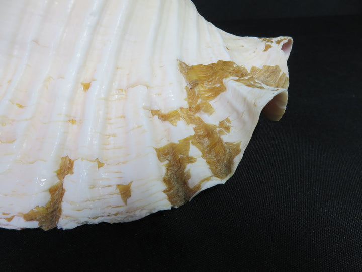 Queen Conch Shell