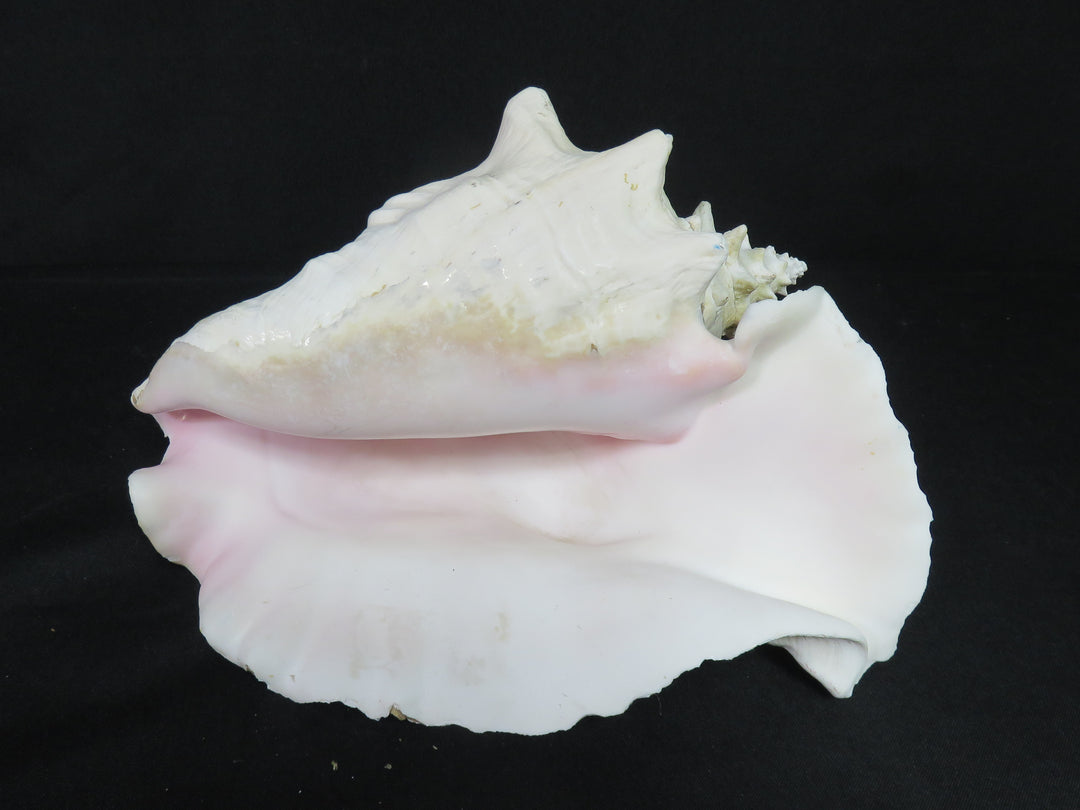 Queen Conch Shell