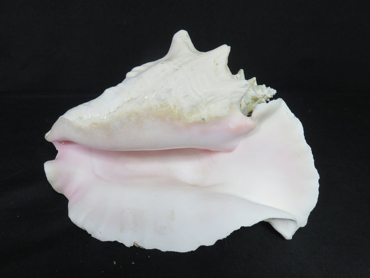 Queen Conch Shell