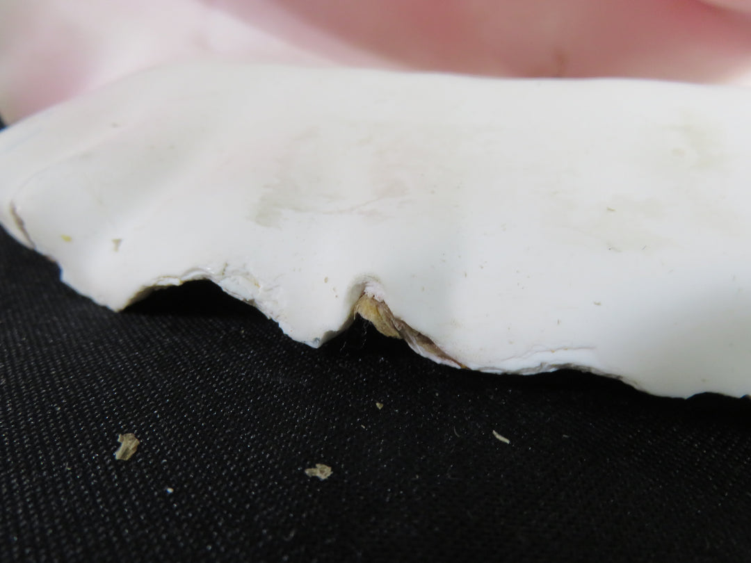 Queen Conch Shell