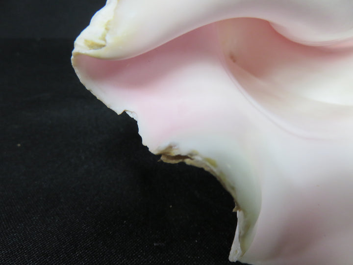 Queen Conch Shell