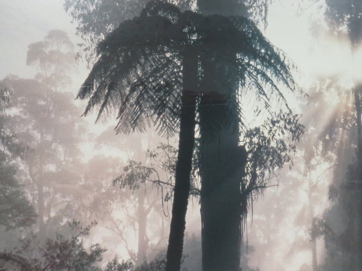 Rain Forest Poster Print