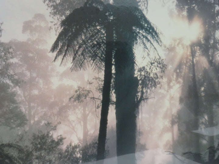 Rain Forest Poster Print