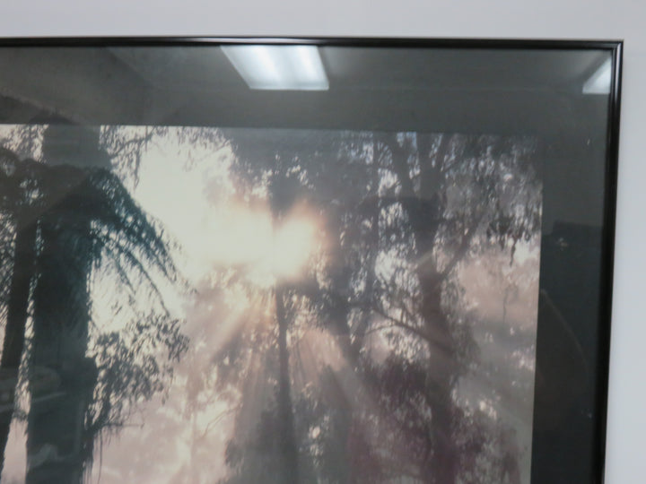 Rain Forest Poster Print