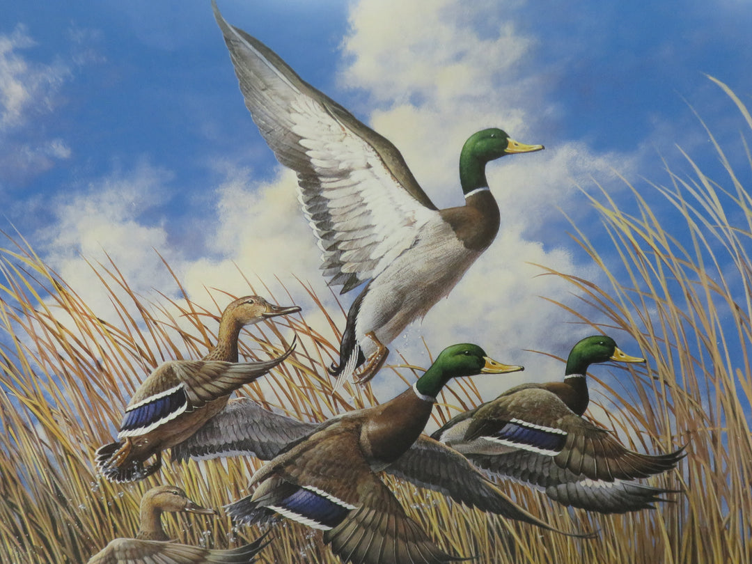 Harold Roe Duck Print