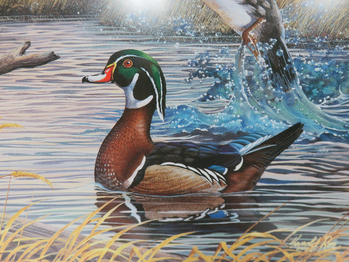 Harold Roe Duck Print